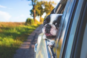dog, pet, car window-1850465.jpg